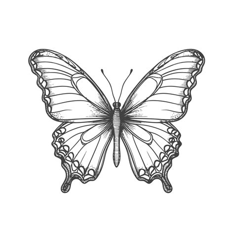 cartoon black and white butterfly|butterfly images black and white drawing.